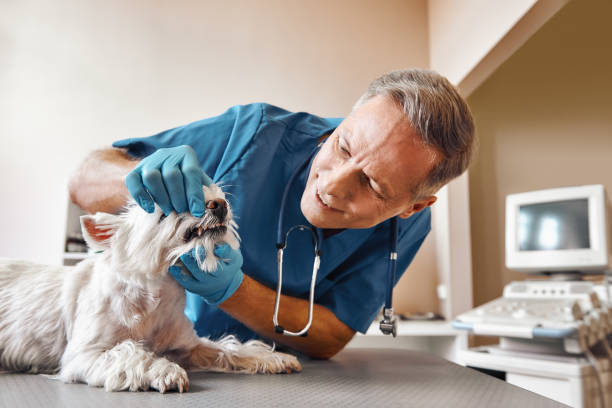 Best Emergency Dental Care for Sports Injuries in Laurel, MD